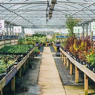Bill Ingram Nursery greenhouse